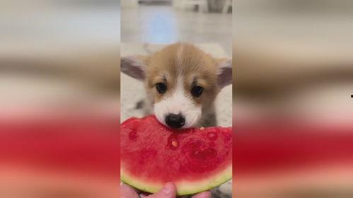 西瓜视频小狗吃瓜,小狗吃瓜萌态百出