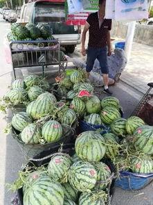 泗水县吃瓜事件视频最新,一场网络热议背后的真相揭秘