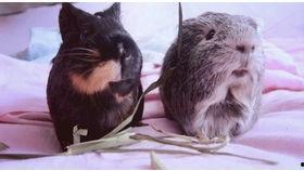 吃瓜视频大全萌萌哒,欢乐时光，笑料不断