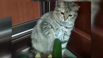 小猫吃瓜围观视频播放下载,萌态十足引网友热议