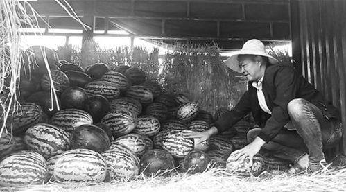 洋县吃瓜群众事件视频最新,一场网络热议的围观与反思