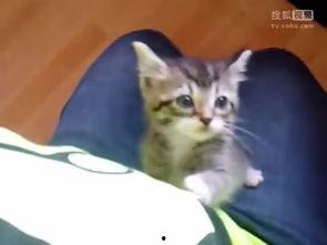 喵喵吃蓝瓜视频在线观看,萌态可掬吃瓜瞬间