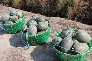 吃哈密瓜广告视频,尽在这一口甜蜜之旅