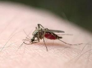 带你吃瓜灭蚊子视频播放,轻松告别夏日烦扰