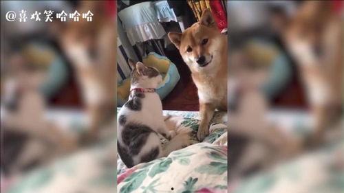 猫咪吃瓜震惊的视频大全,萌态百出，笑料连连！