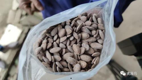 最赚钱的吃瓜视频,流量密码背后的惊人收益