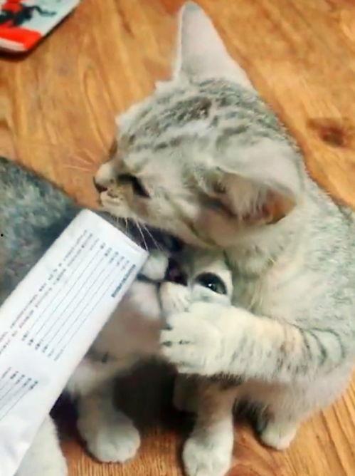 猫哥吃瓜视频全集,揭秘娱乐圈幕后真相