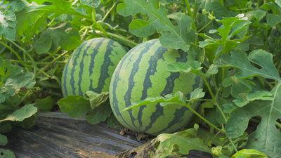 河北汾阳吃瓜视频,一场夏日乡村的欢乐盛宴