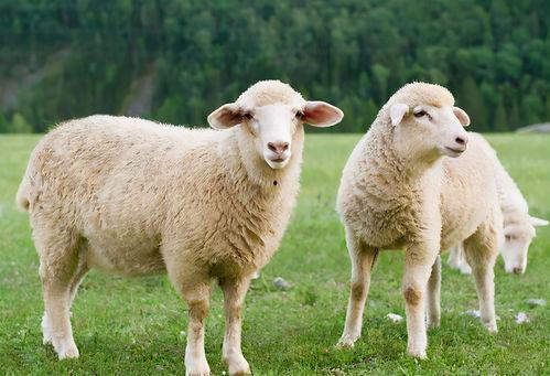 羊可以吃玉瓜吗视频教学,揭秘羊可以吃玉瓜的秘密