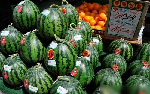 网红韩国旅游吃瓜视频,一场视觉与味蕾的双重盛宴