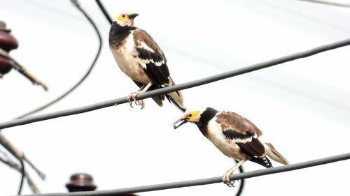 八哥鸟吃方瓜吗怎么喂视频,视频揭秘喂食技巧