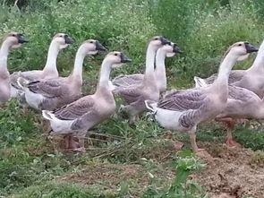 瓜洲老鹅怎么吃最好吃视频,视频揭秘最佳食用秘籍