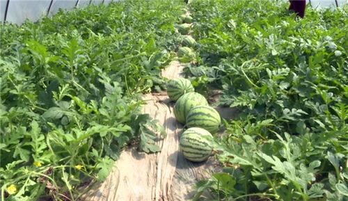 临海吃瓜最新事件视频,视频揭秘惊人真相