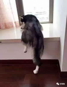 二哈吃瓜群众视频